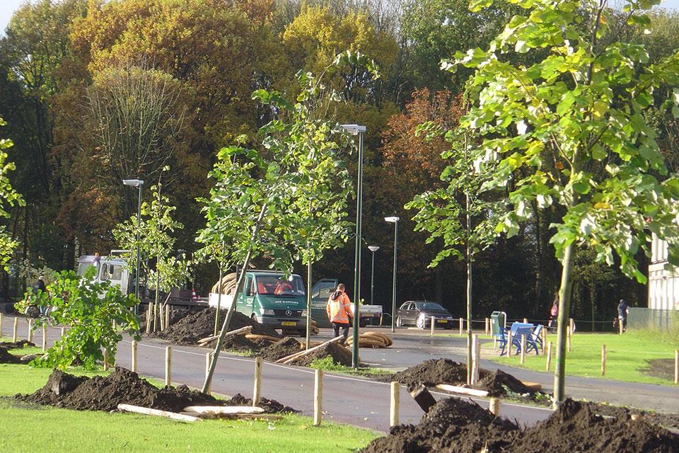 Stadsbomen groeien sneller, maar sterven jong