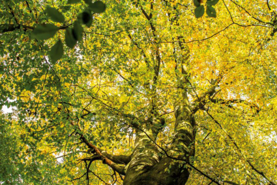 Brussel stelt Bomenplan 2020-2030 voor