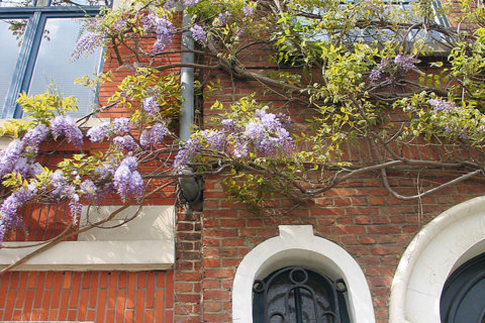 Brussel / Groene premies voor gevel- en daktuinen