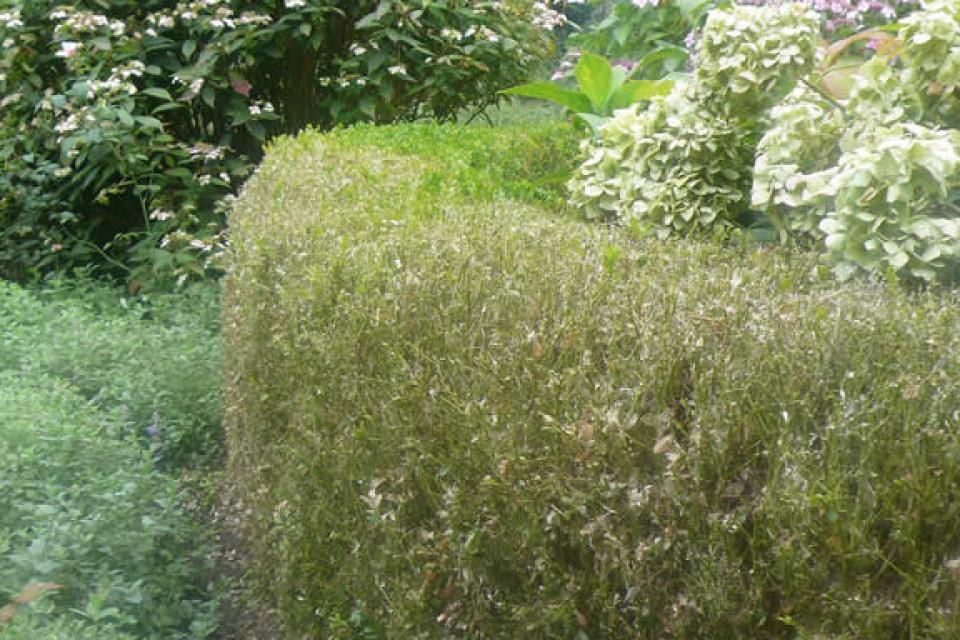 Kaalgevreten buxus kan zich goed herstellen