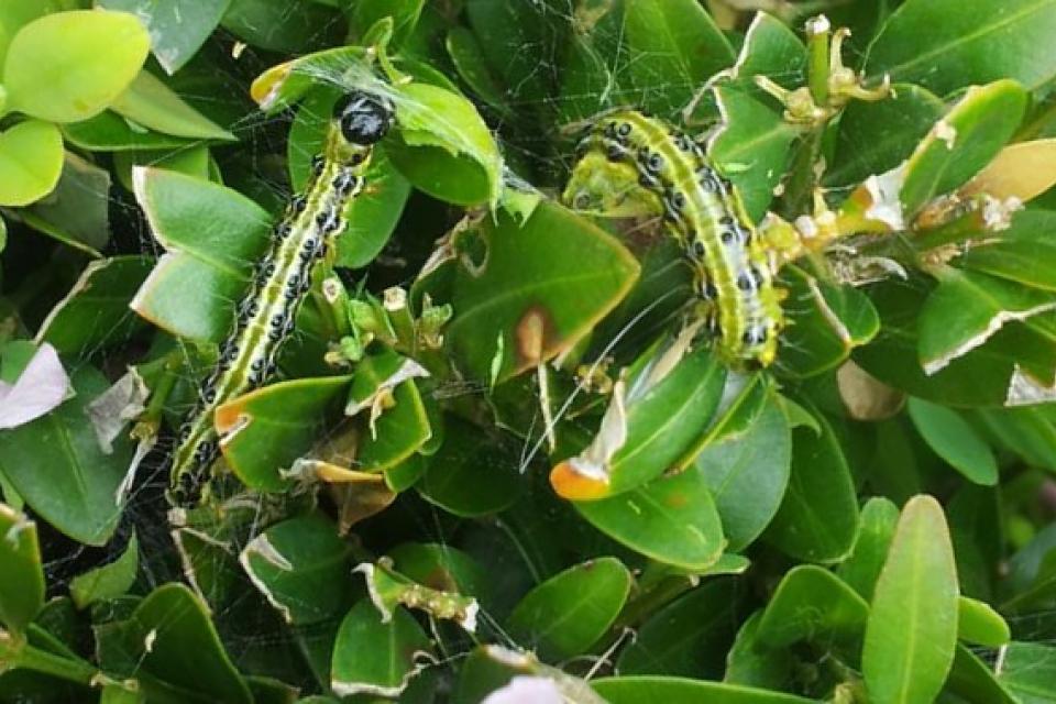 Pachysandra en Euonymus mogelijke waardplanten voor buxusmot