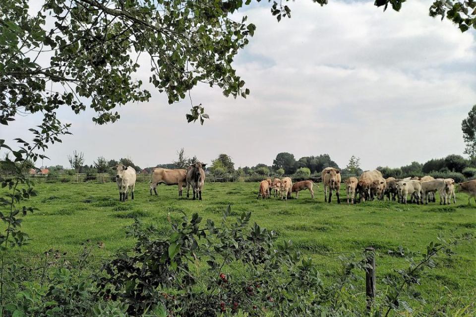 Eindrapport project Weidescherm