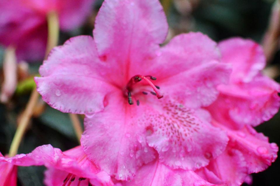 Floraliën / BEST-select stelt vier nieuwe cultivars voor