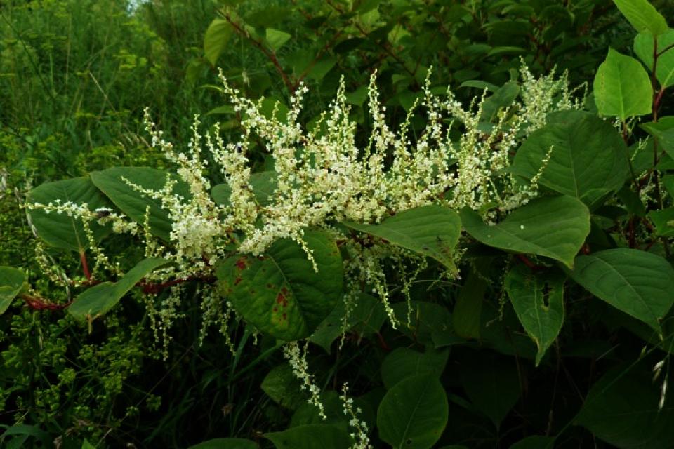 Japanse duizendknoop