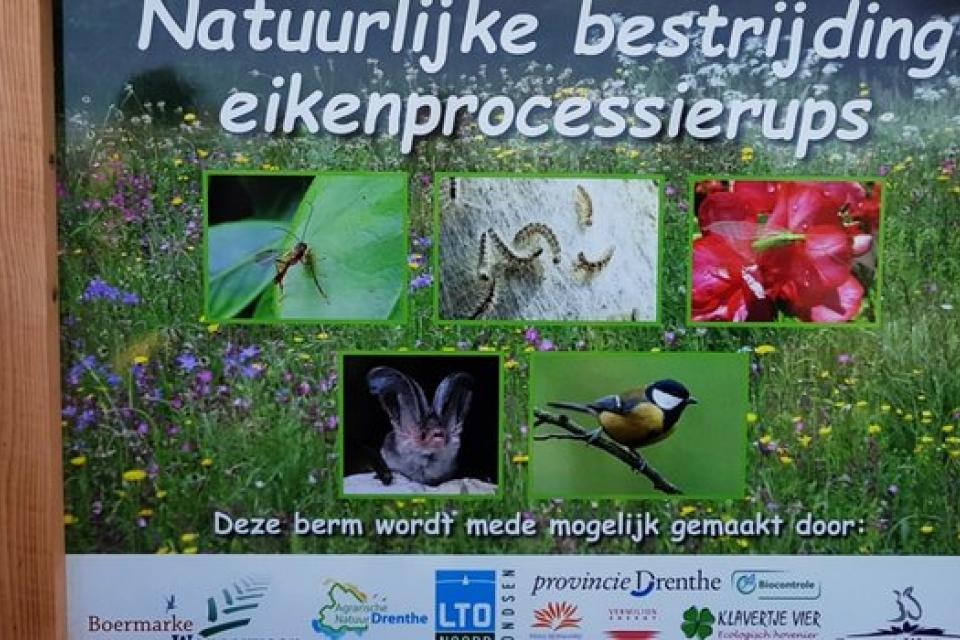Minder eikenprocessierupsnesten door stimuleren biodiversiteit