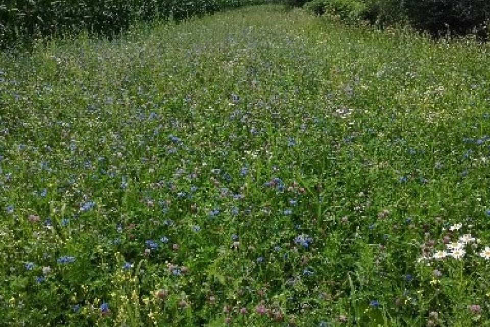 Bijna 12 voetbalvelden bijvriendelijke natuur dankzij Europees project Beespoke