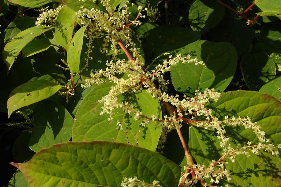 Studiedag Preventie en beheer van invasieve exoten, ziekten en plagen 