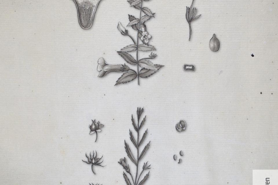 Rondreizende tentoonstelling ‘Florient Express: twee eeuwen Oost-Vlaamse flora’