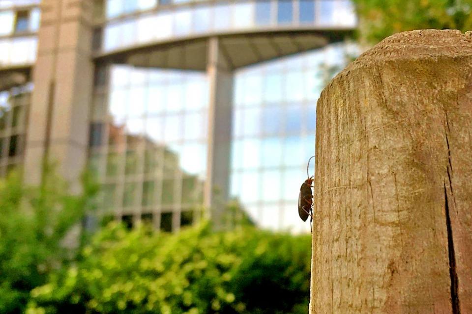 Verstedelijking verarmt fauna