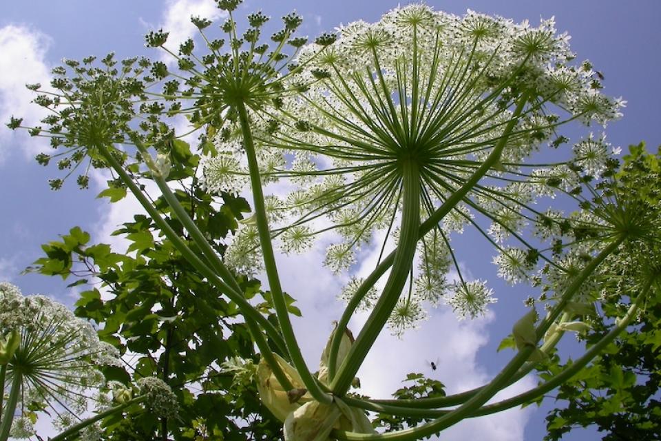 7 miljoen euro in de strijd tegen invasieve uitheemse soorten in België