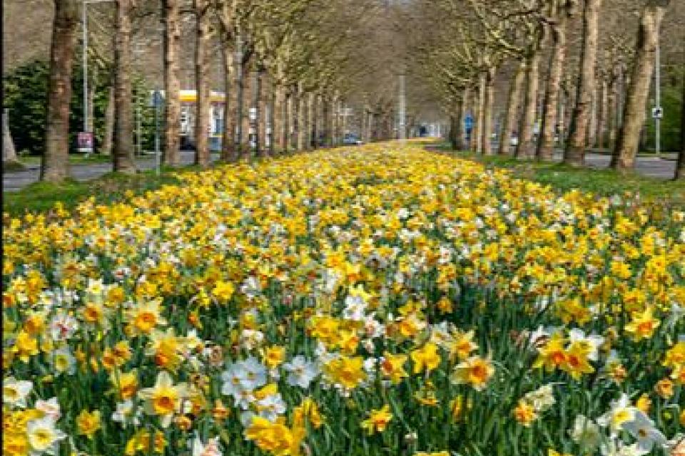 Groene Steden campagne gelanceerd in 13 EU-landen