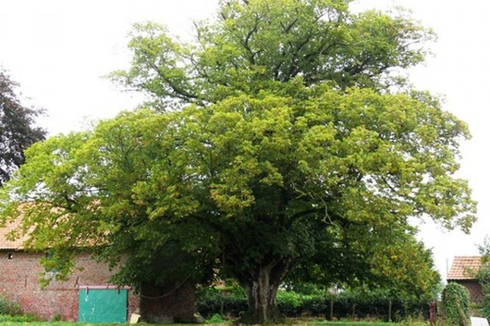 Etagebomen in Vlaanderen: waardevol erfgoed