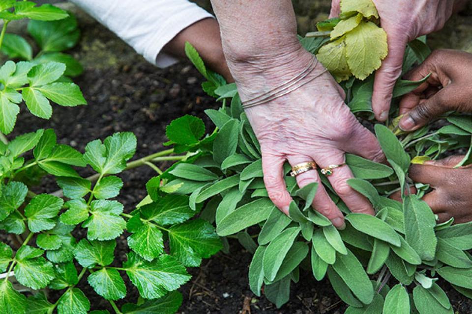 Jong en oud samenbrengen in ‘Generatietuinen’