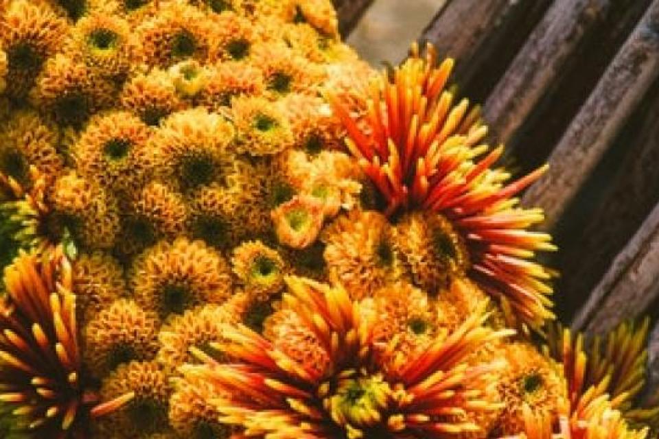 Japanse Tuin Hasselt / Chrysantenfestival - Kikumatsuri