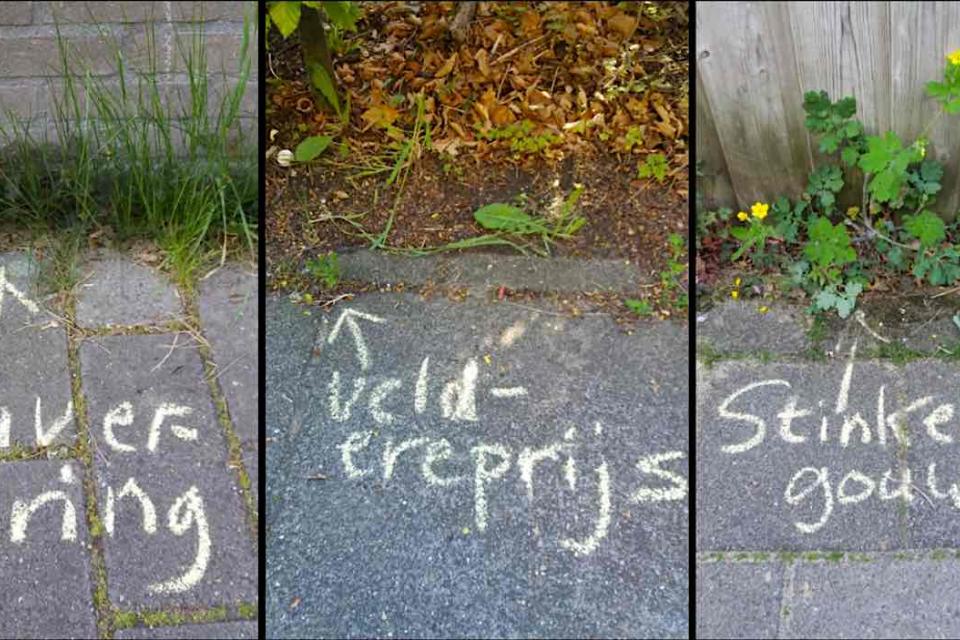 Botanische graffiti geven stoepplantjes een naam
