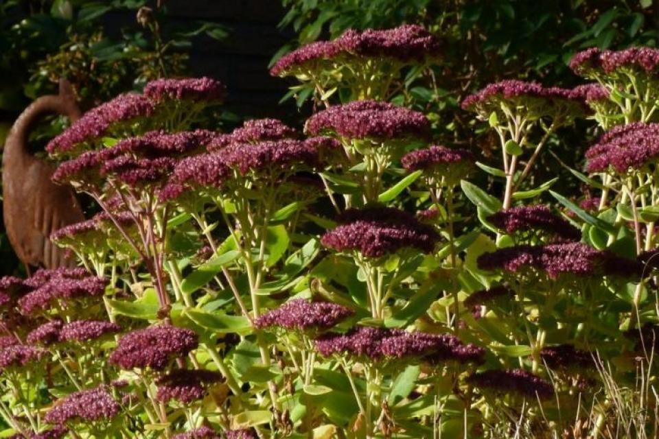 Opleiding / Duurzaam ontwerpen met planten en groenvormen 