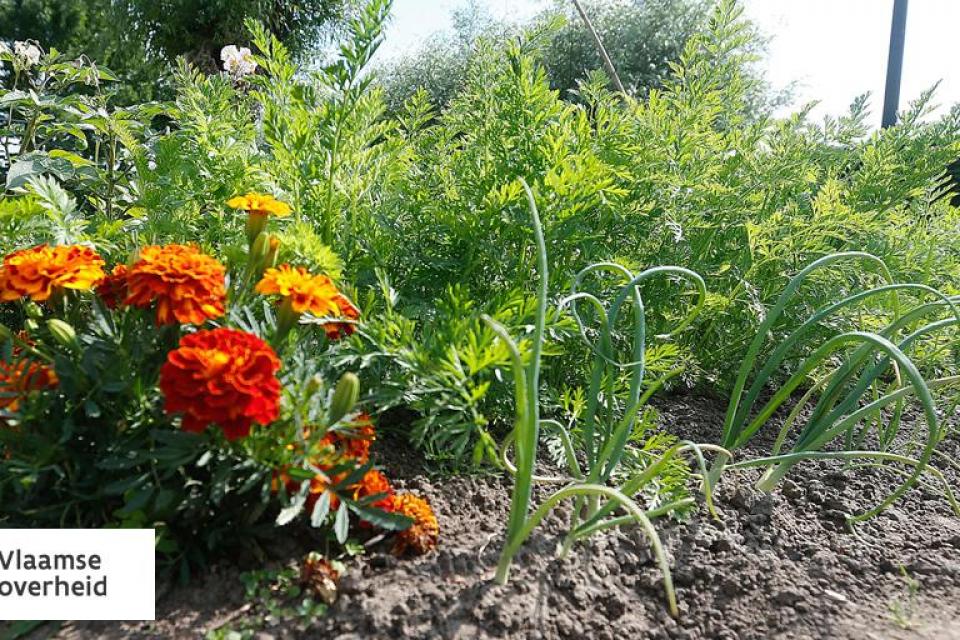 Knokke-Heist / Pesticidevrij - hoe ga jij als tuinaannemer om met pesticiden?