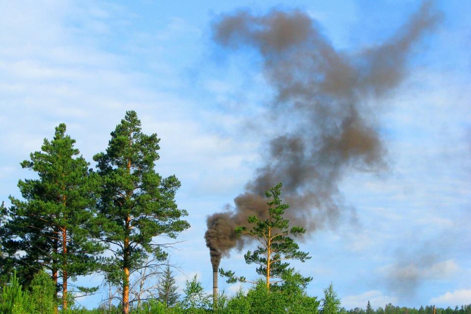 Bomen kunnen bijdragen aan het verminderen van luchtvervuiling door industrie