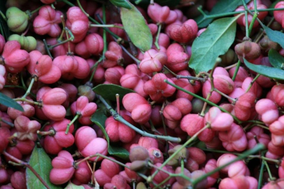 Info- en netwerkevent 'Plant van hier'