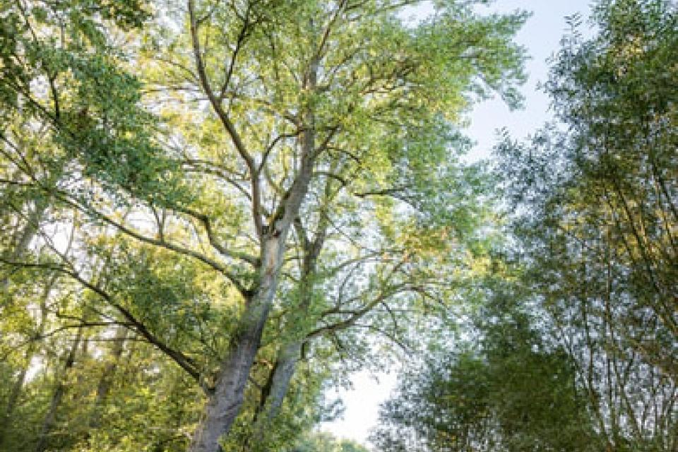 Opening Populier van Hier wandelroute 