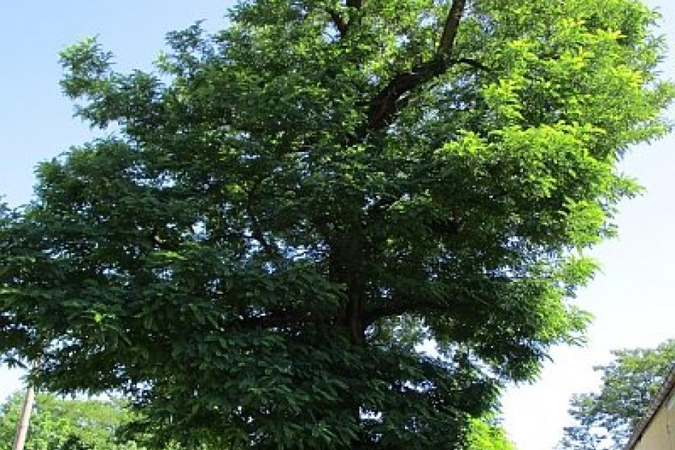 Robinia is Duitse ‘Boom van het Jaar 2020’