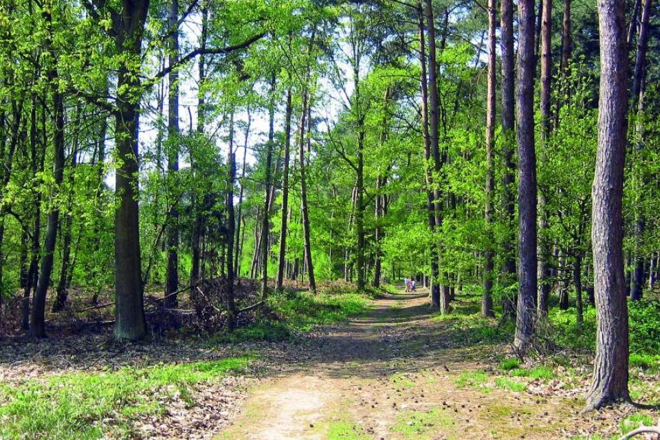 COVID-19  / Richtlijnen in bos- en natuurgebieden