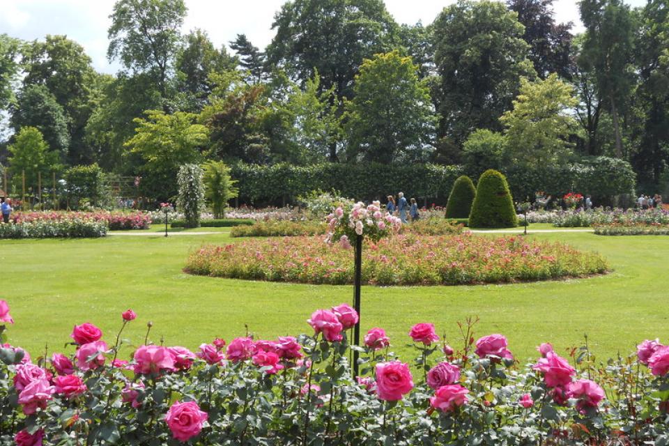 Rozentuin in het Vrijbroekpark in Mechelen.