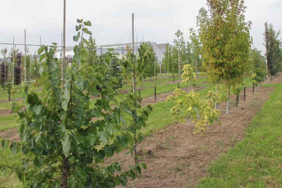 Droogtetolerantie sortiment boomkwekerij en groenvoorziening in kaart 