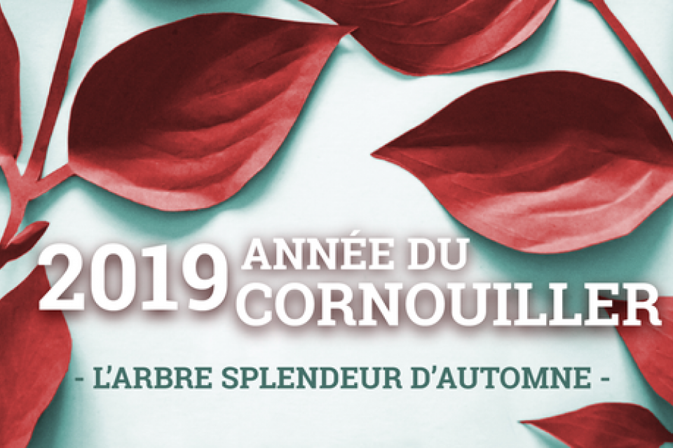 Wallonië / Week van de boom 2019