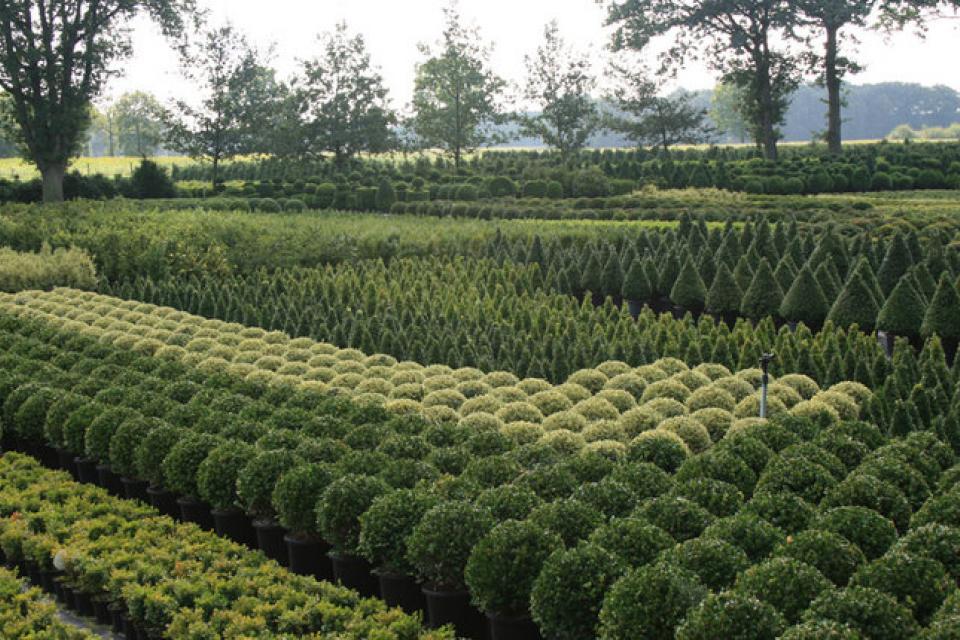 Steun uit noodfonds voor siertelers 