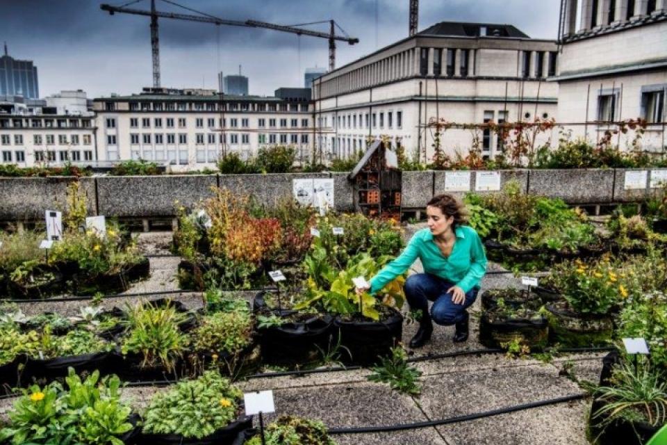 Meer samenwerking en steun nodig voor stadslandbouw