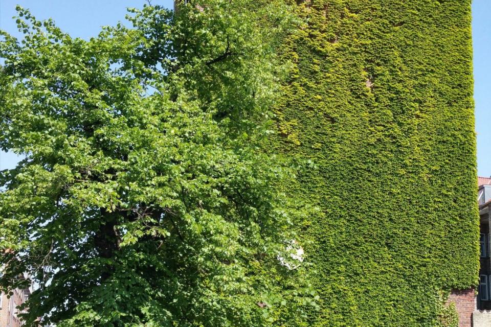 Stedelijk groen voor lawaaireductie