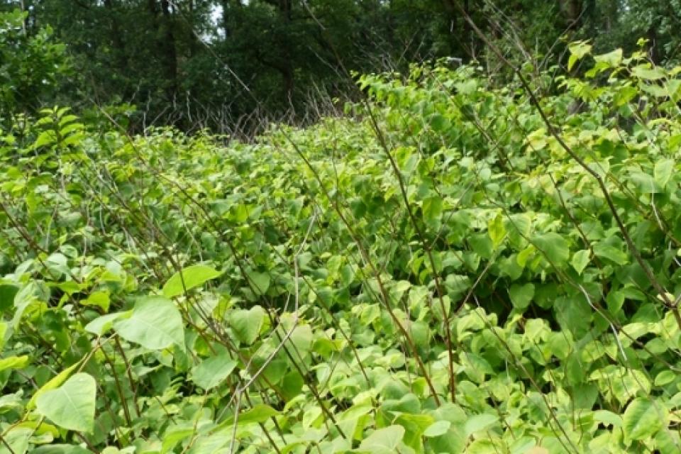 Landelijk protocol voor aanpak Japanse duizendknoop