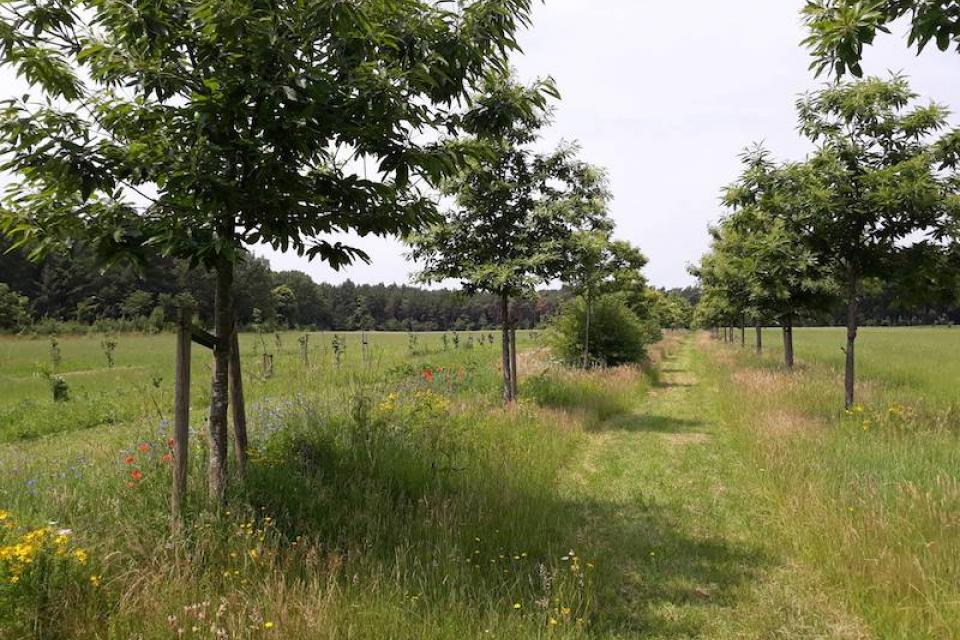 Subsidie voedselbossen