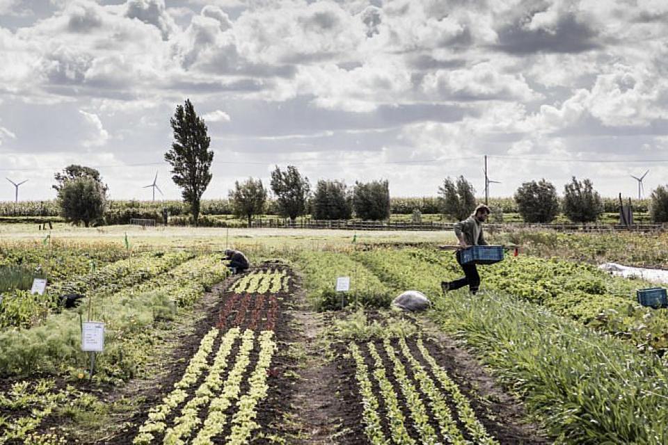 Tuinen van Stene/ Het 21ste eeuwse stadspark is een voedselpark