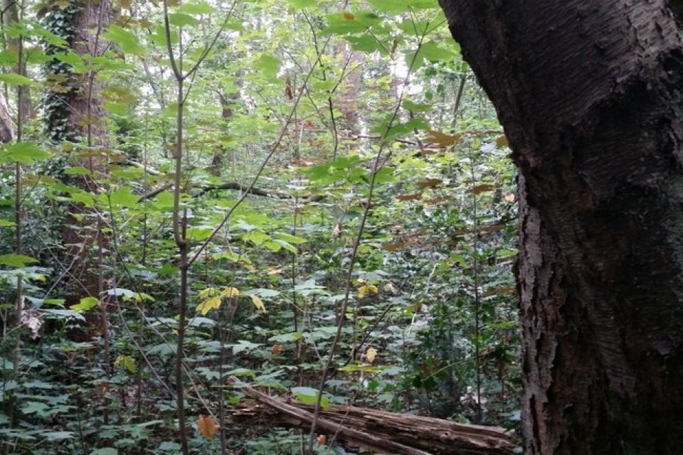 ‘Beslisboom Amerikaanse vogelkers’ helpt bij maken van weloverwogen bosbeheerkeuzes