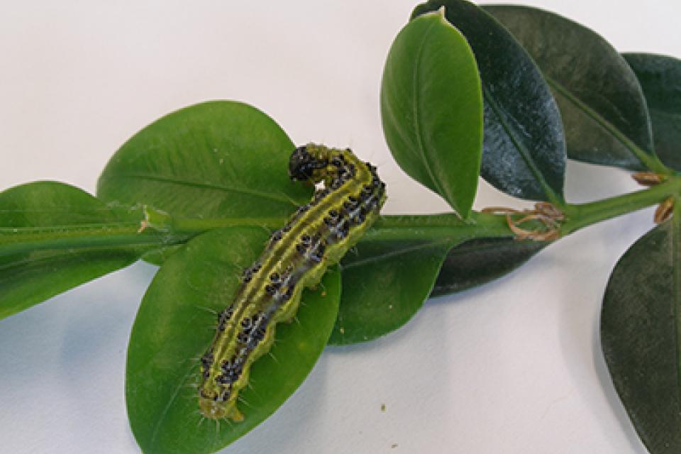 Plaagdruk buxusmot neemt af 