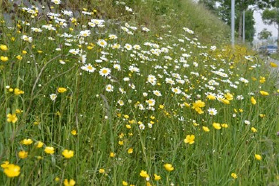 Zaadmengsels voor graslanden en wegbermen