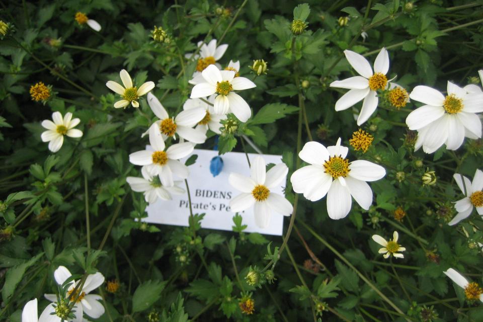 Bidens ferulifolia - Tandzaad 